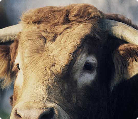 Ferme pédagogique Champtiaux