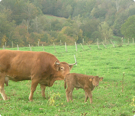 Ferme pédagogique Champtiaux