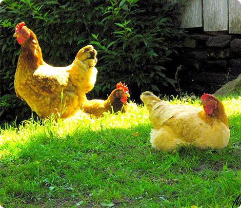 Ferme pédagogique Champtiaux